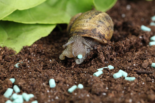 granul&eacute;s anti limace et escargots