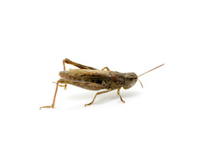 grasshopper