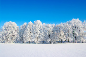 Frosted trees