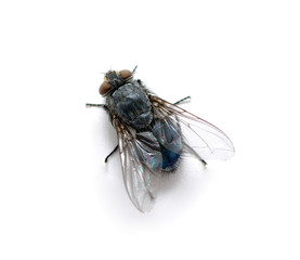 macro of  fly