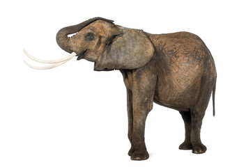 Side view of an African elephant lifting its trunk, isolated