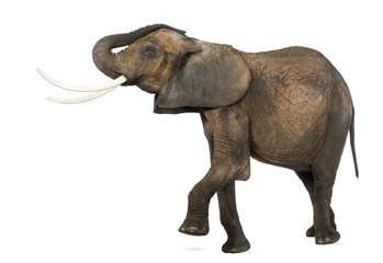 Side view of an African elephant lifting its trunk and leg