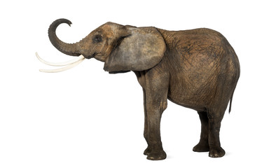 Side view of an African elephant lifting its trunk, isolated on