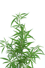 Cannabis plant.