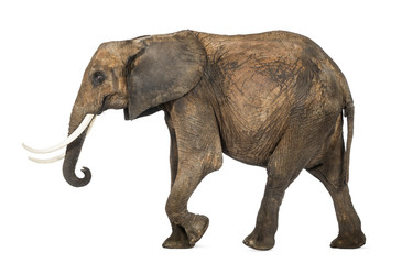 Obraz premium Side view of an African elephant, isolated