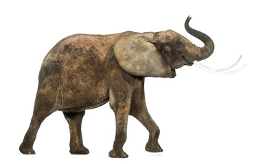 Naklejka premium Side view of an African elephant lifting its trunk, isolated