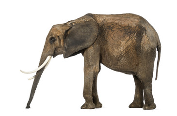 Side view of an African elephant standing still, sniffing the fl