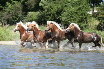 Batch of haflingers running in the wather