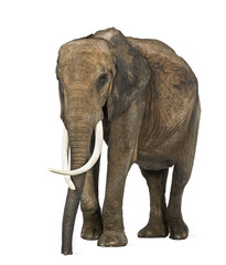 African elephant, isolated on white