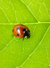 ladybug on a green leaf