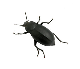 black beetle