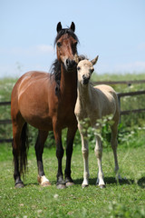 Brown mare with palomino foal on pasture