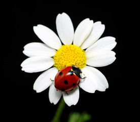 ladybug