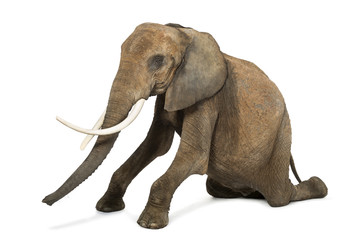 Fototapeta premium African elephant kneeling, performing, isolated on white