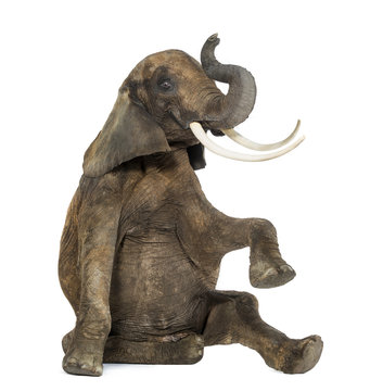Fototapeta African elephant performing, seated on the floor, trunk up