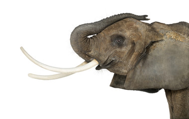 Close up of an African Elephant lifting its trunk, isolated