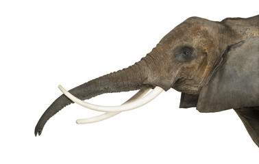 Obraz premium Close up of an African Elephant lifting its trunk, isolated