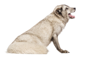 Arctic fox, Vulpes lagopus, isolated