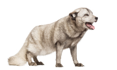 Fototapeta premium Arctic fox panting, Vulpes lagopus,isolated
