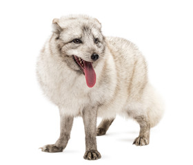 Obraz premium Arctic fox panting, Vulpes lagopus, isolated