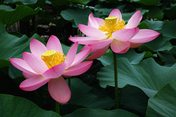 千葉公園初夏の大賀蓮