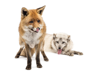 Red Fox, Vulpes vulpes, standing and Arctic Fox, Vulpes lagopus
