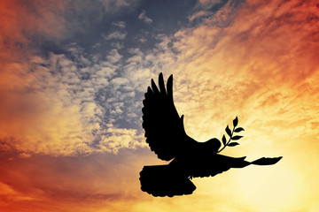 Fototapeta premium dove of peace