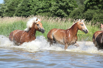 Batch of chestnut horses running in the wather