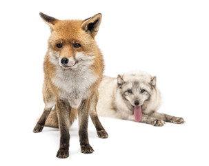 Red Fox and Arctic Fox, isolated