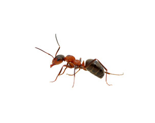Ant on white
