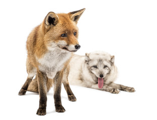 Red Fox and Arctic Fox, isolated