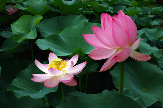 千葉公園初夏の大賀蓮