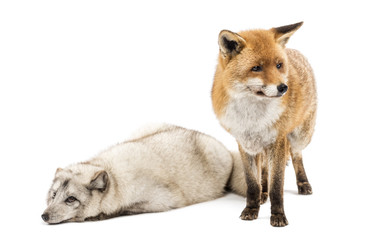 Red Fox, Vulpes vulpes, standing and Arctic Fox, Vulpes lagopus
