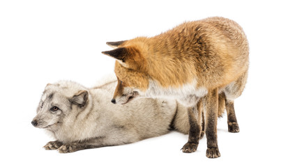 Red Fox, Vulpes vulpes, standing and Arctic Fox, Vulpes lagopus