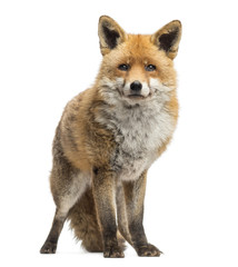 Red fox, Vulpes vulpes, standing, isolated on white