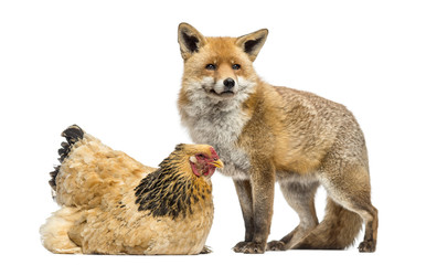 Red fox, Vulpes vulpes, standing next to a Hen, lying, isolated