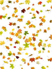 Photo sur Plexiglas Automne Fond de chute des feuilles d& 39 automne d& 39 érable sur blanc.