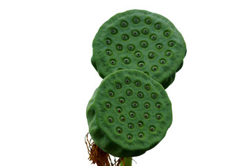 ハスの花托