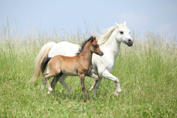 Fototapeta na wymiar Portret nice koni arabskich