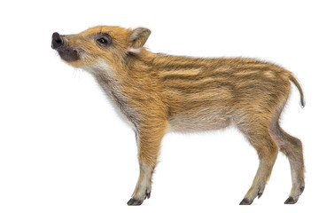Side view of a Wild boar, Sus scrofa, looking up, isolated