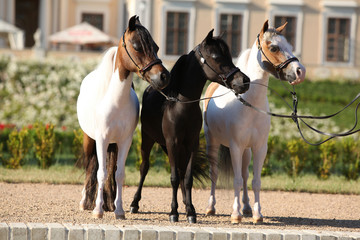 Portrait of nice arabian horse