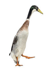 Male Indian Runner Duck, Anas platyrhynchos domesticus, walking