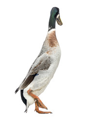 Male Indian Runner Duck, Anas platyrhynchos domesticus, walking