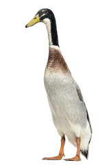 Obraz premium Male Indian Runner Duck, Anas platyrhynchos domesticus, standing