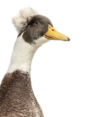 Male Crested Duck, lophonetta specularioides, isolated on white