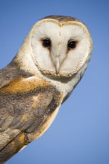 Barn Owl
