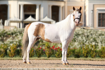 Portrait of nice arabian horse