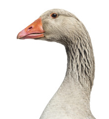 Close-up of a Domestic goose, Anser anser domesticus, isolated © Eric Isselée