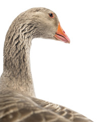 Close-up of a Domestic goose, Anser anser domesticus, isolated
