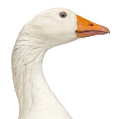 Close-up of a Domestic goose, Anser anser domesticus, isolated